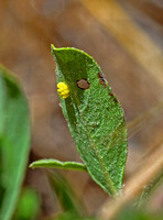 Black-veined White eggs(Aporia crataegi)