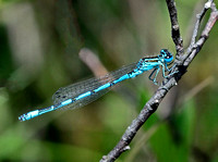 Southern Damselfly,male(Coenagrion mercuriale)