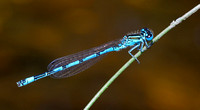 Southern Damselfly,male(Coenagrion mercuriale)