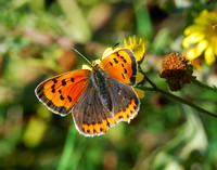 Small Copper(Lycasna phlaeas)