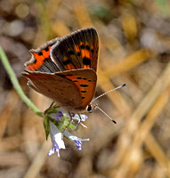 Small Copper(Lycaena phlaeas)