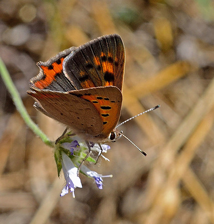 Small Copper(Lycaena phlaeas)