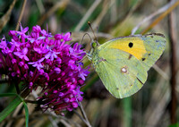 Clouded Yellow(Colias crocea)