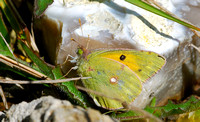 Clouded Yellow(Colias crocea)