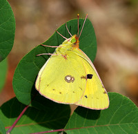 Clouded Yellow(Colias crocea)