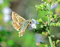 Sage Skipper,(Muschampia proto)