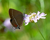 Blue-spot Hairstreak(Satyruim ilicis)