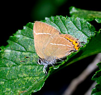 White-letter Hairstreak,(Satyrium w-album)