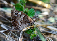 Tree Grayling(Neohipparchia statilinus)
